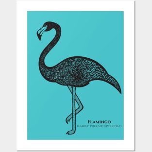 Flamingo with Common and Scientific Names - detailed bird design Posters and Art